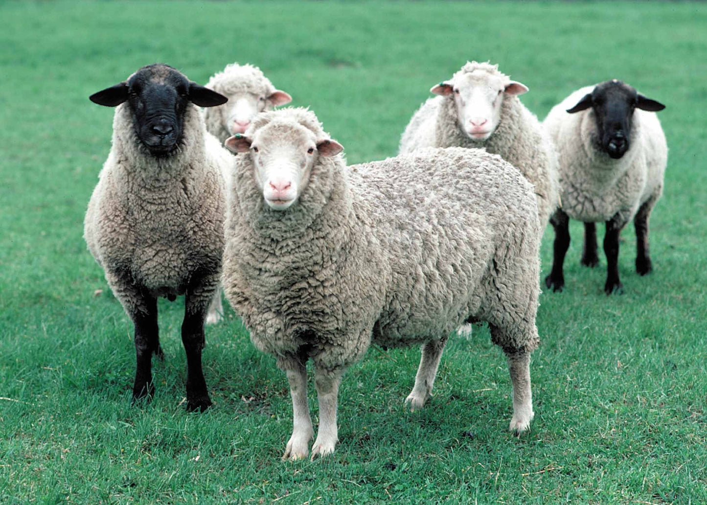 LEVEL 2 Compassion Animal Reiki Practitioner Course