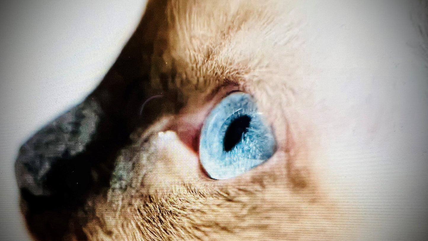 LEVEL 1 Compassion Animal Reiki Practitioner Course