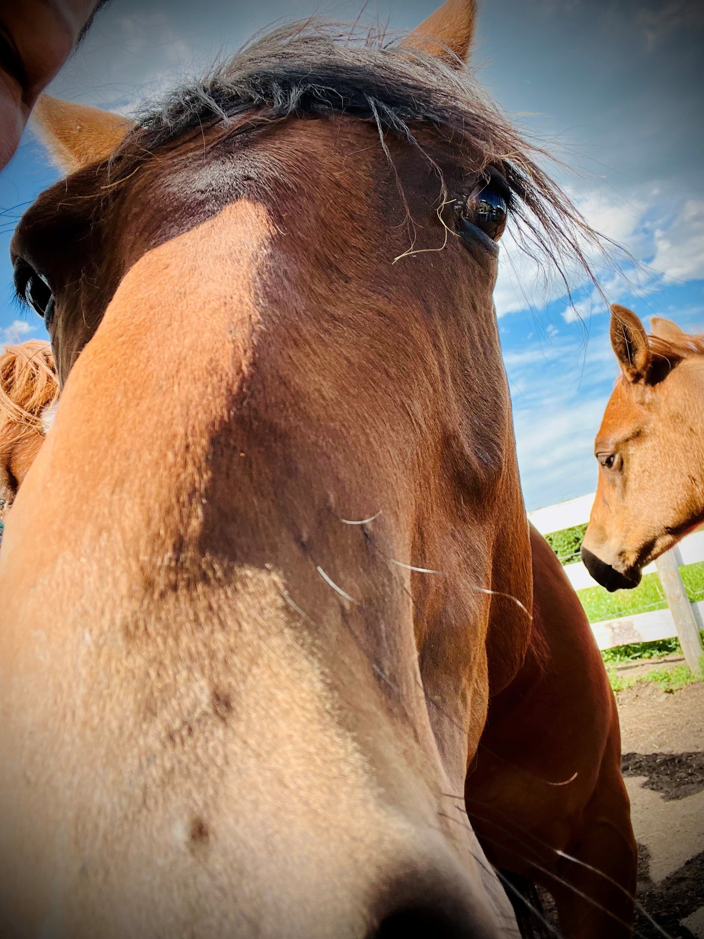 LEVEL 1 Compassion Animal Reiki Practitioner Course