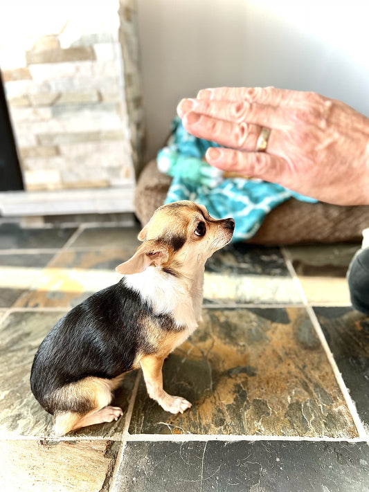 LEVEL 1 Compassion Animal Reiki Practitioner Course