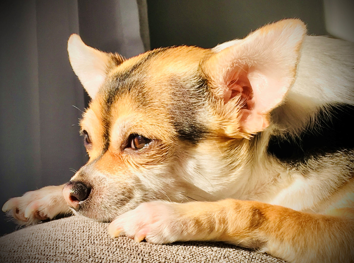 LEVEL 1 Compassion Animal Reiki Practitioner Course
