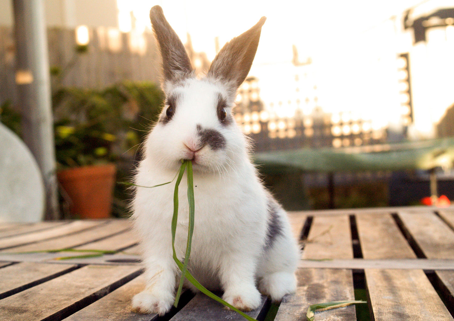 LEVEL 1 Compassion Animal Reiki Practitioner Course