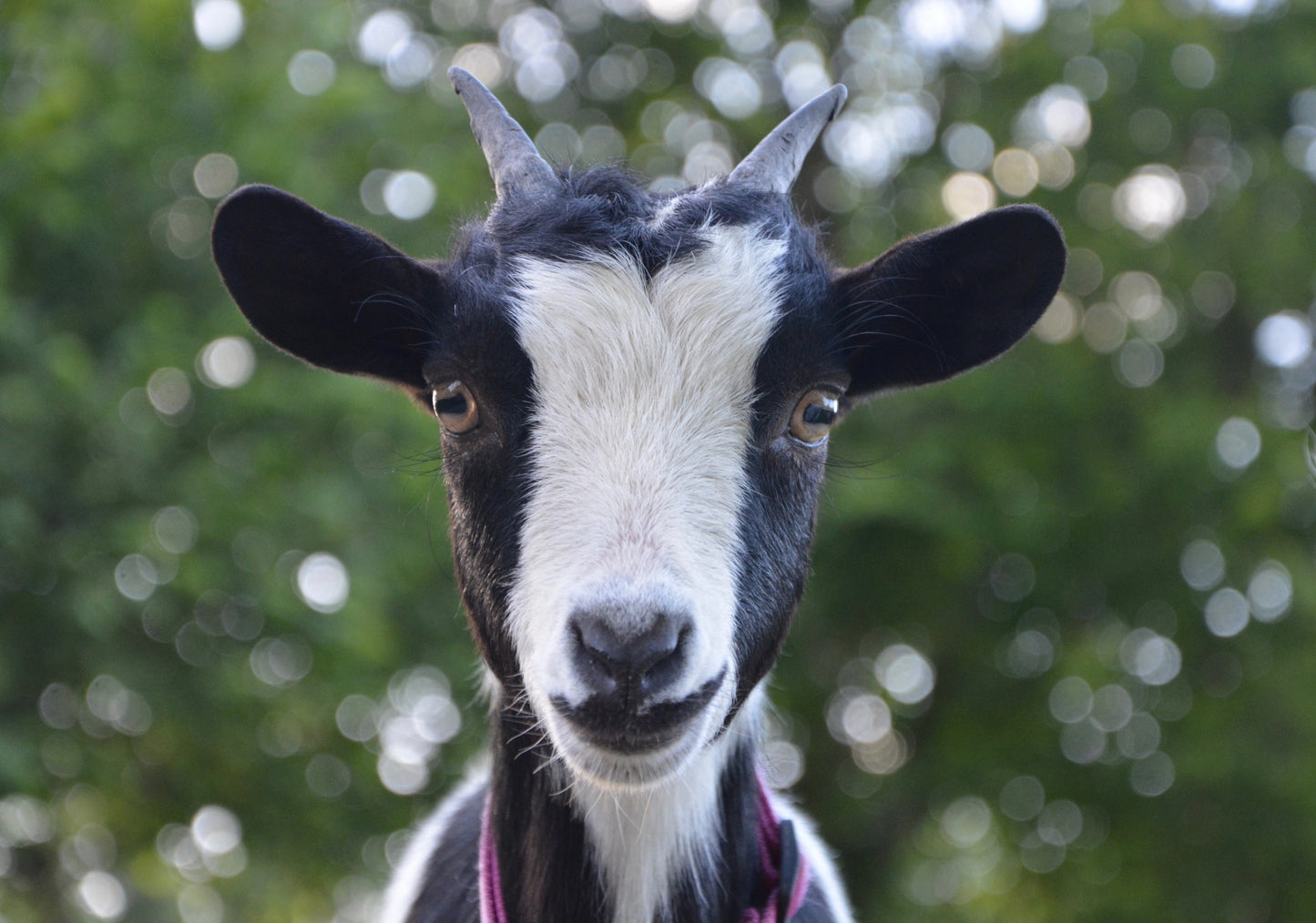 LEVEL 2 Compassion Animal Reiki Practitioner Course