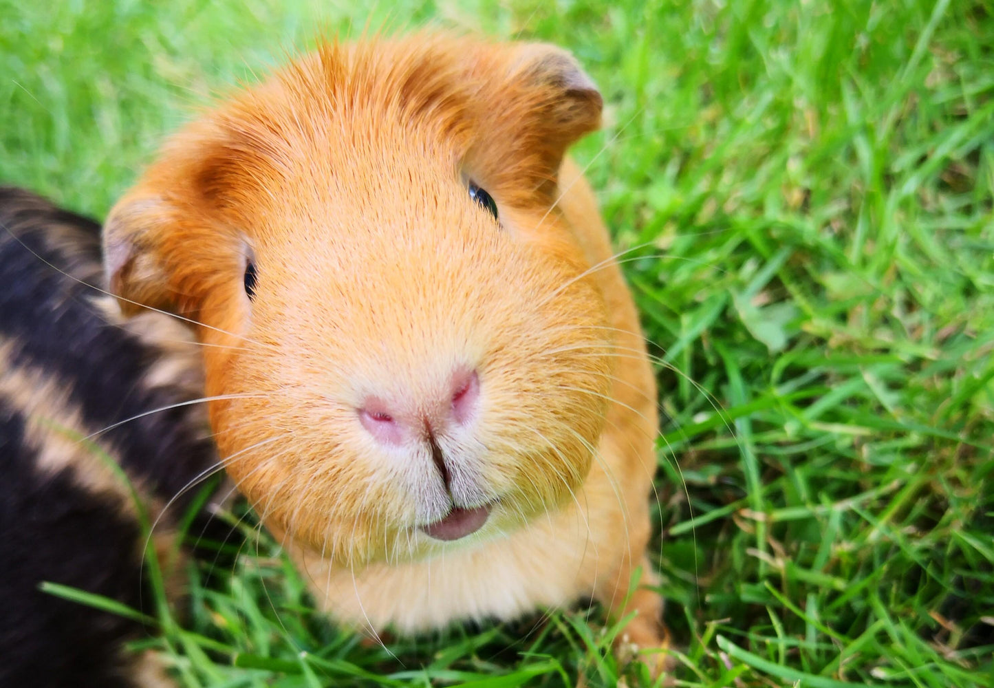 LEVEL 1 Compassion Animal Reiki Practitioner Course
