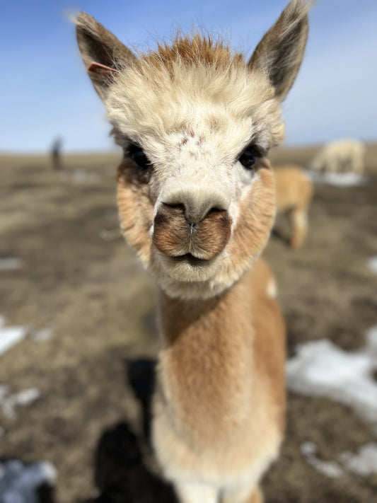 LEVEL 2 Compassion Animal Reiki Practitioner Course