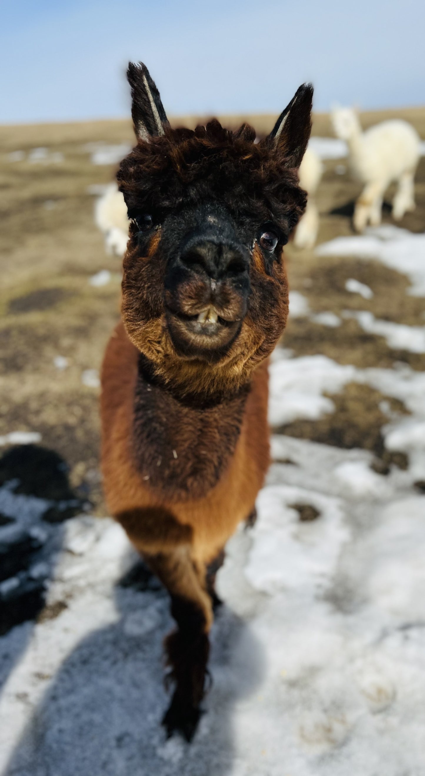 LEVEL 2 Compassion Animal Reiki Practitioner Course