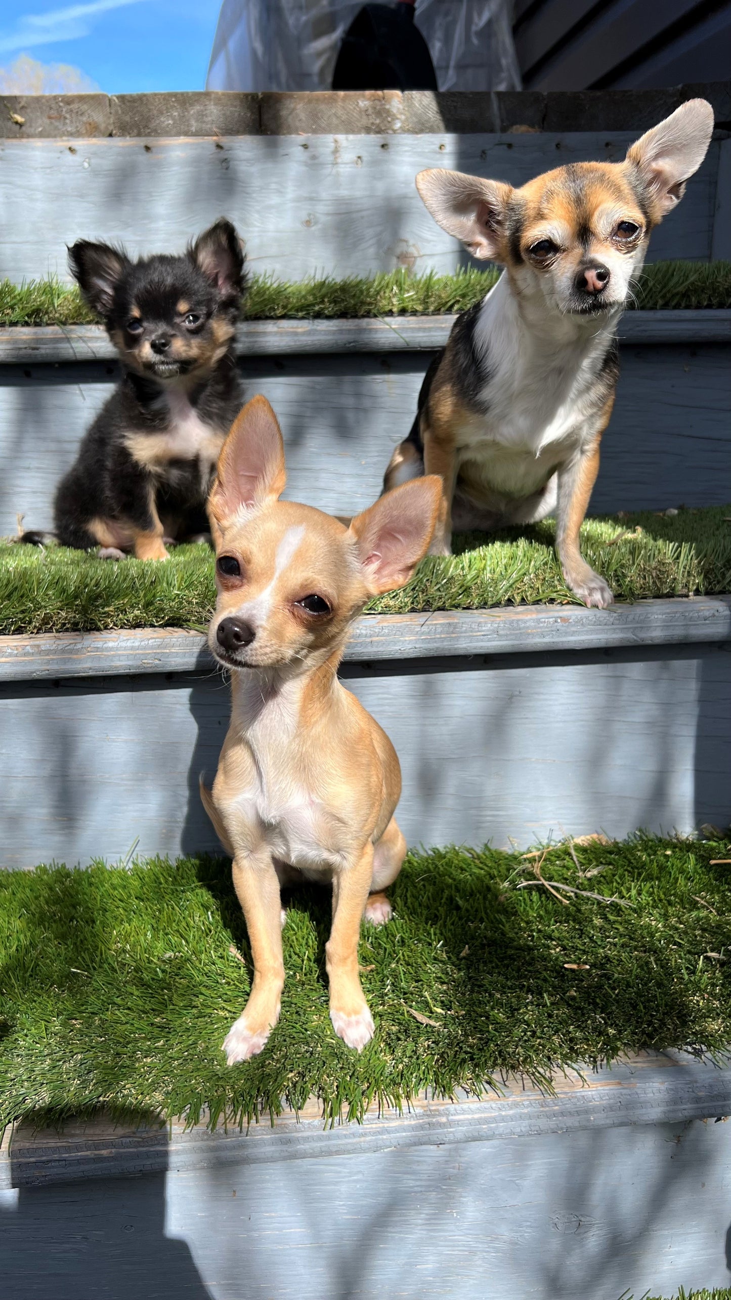 THREE Compassionate Animal Reiki Session Animal (up to 3 Hours)