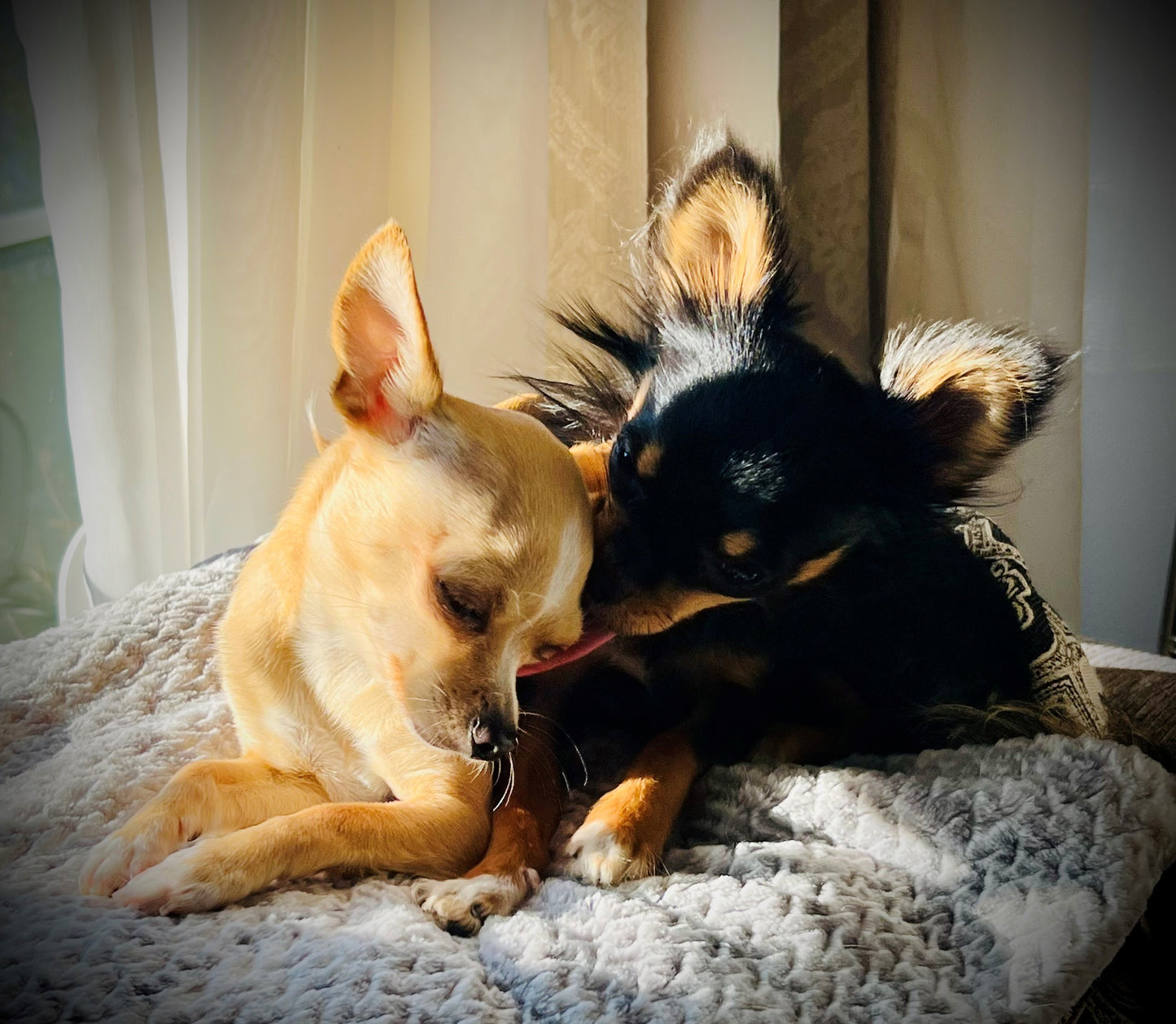 LEVEL 1 Compassion Animal Reiki Practitioner Course
