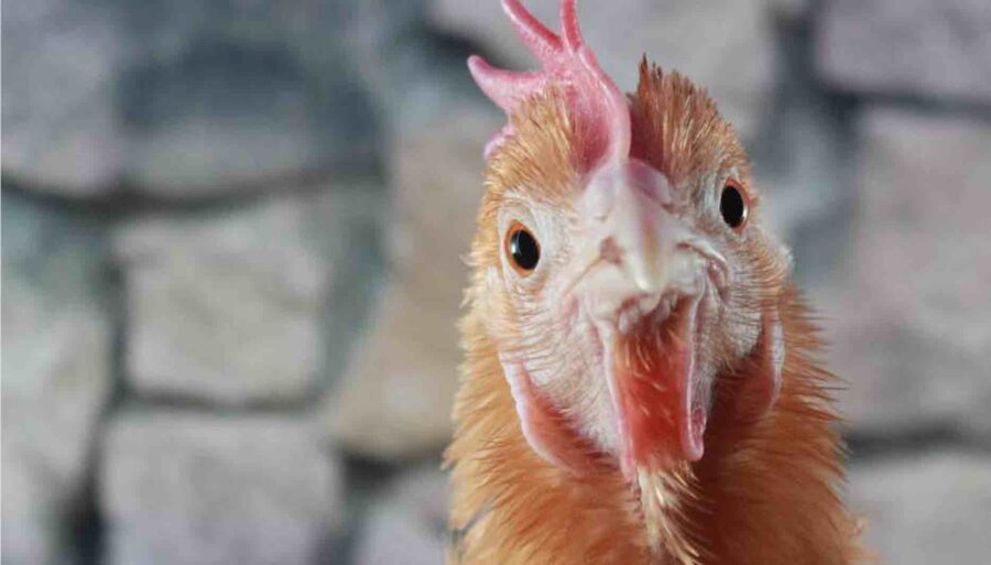 LEVEL 1 Compassion Animal Reiki Practitioner Course