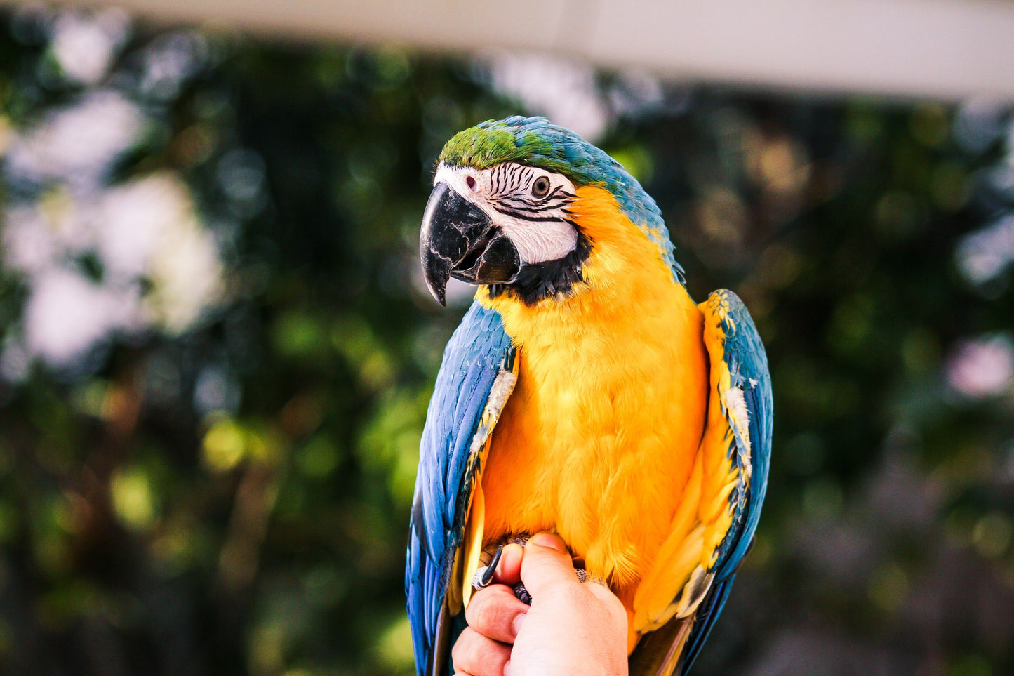 LEVEL 1 Compassion Animal Reiki Practitioner Course